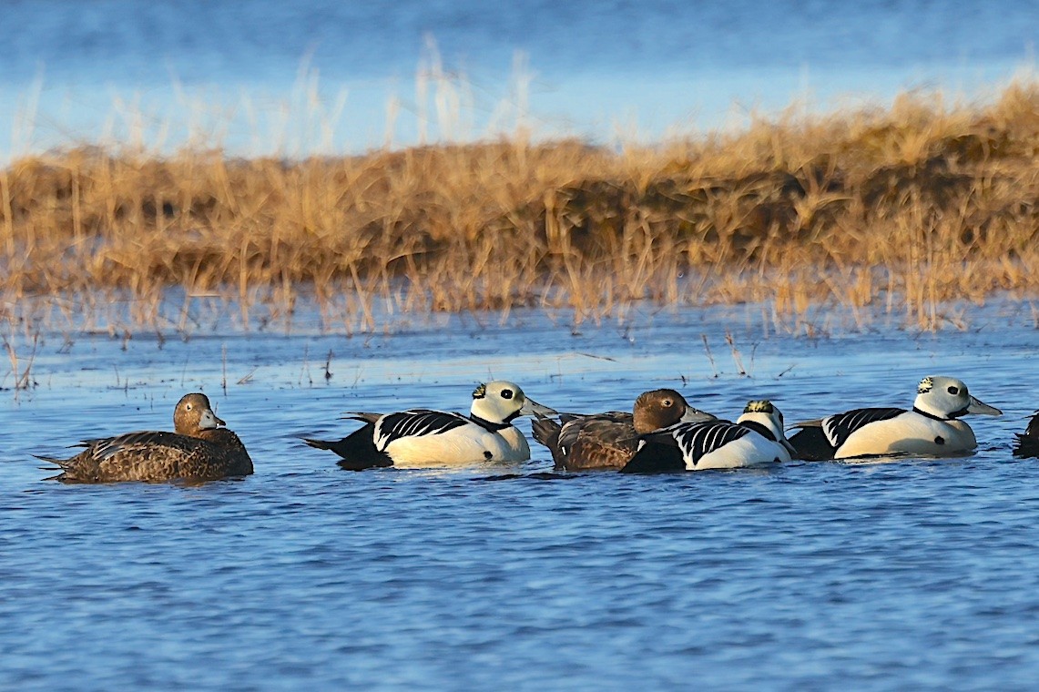 Steller's Eider - ML647217146