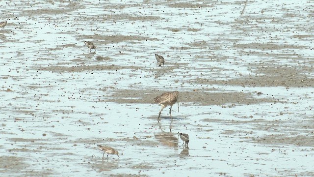 Zarapito Siberiano - ML647217150