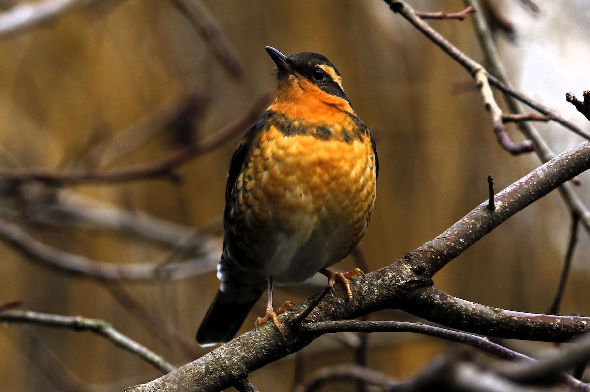 Varied Thrush - ML647217152