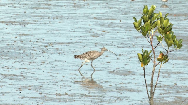 Zarapito Siberiano - ML647217153
