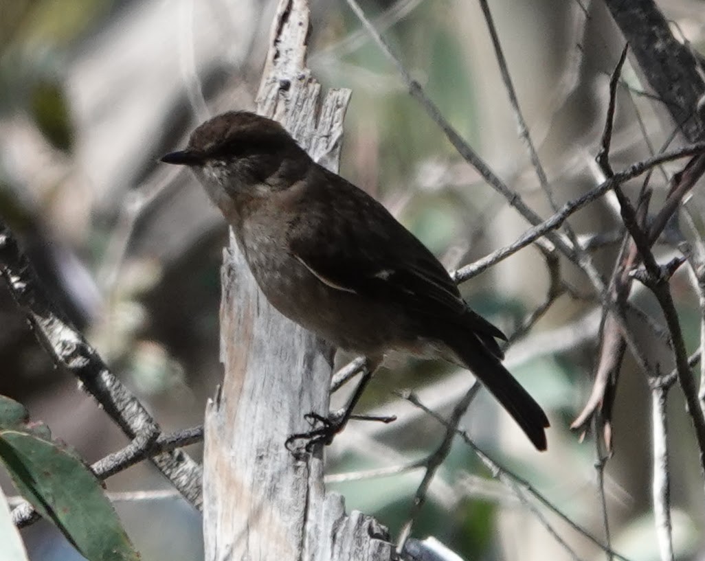 brunflueskvett - ML647217161