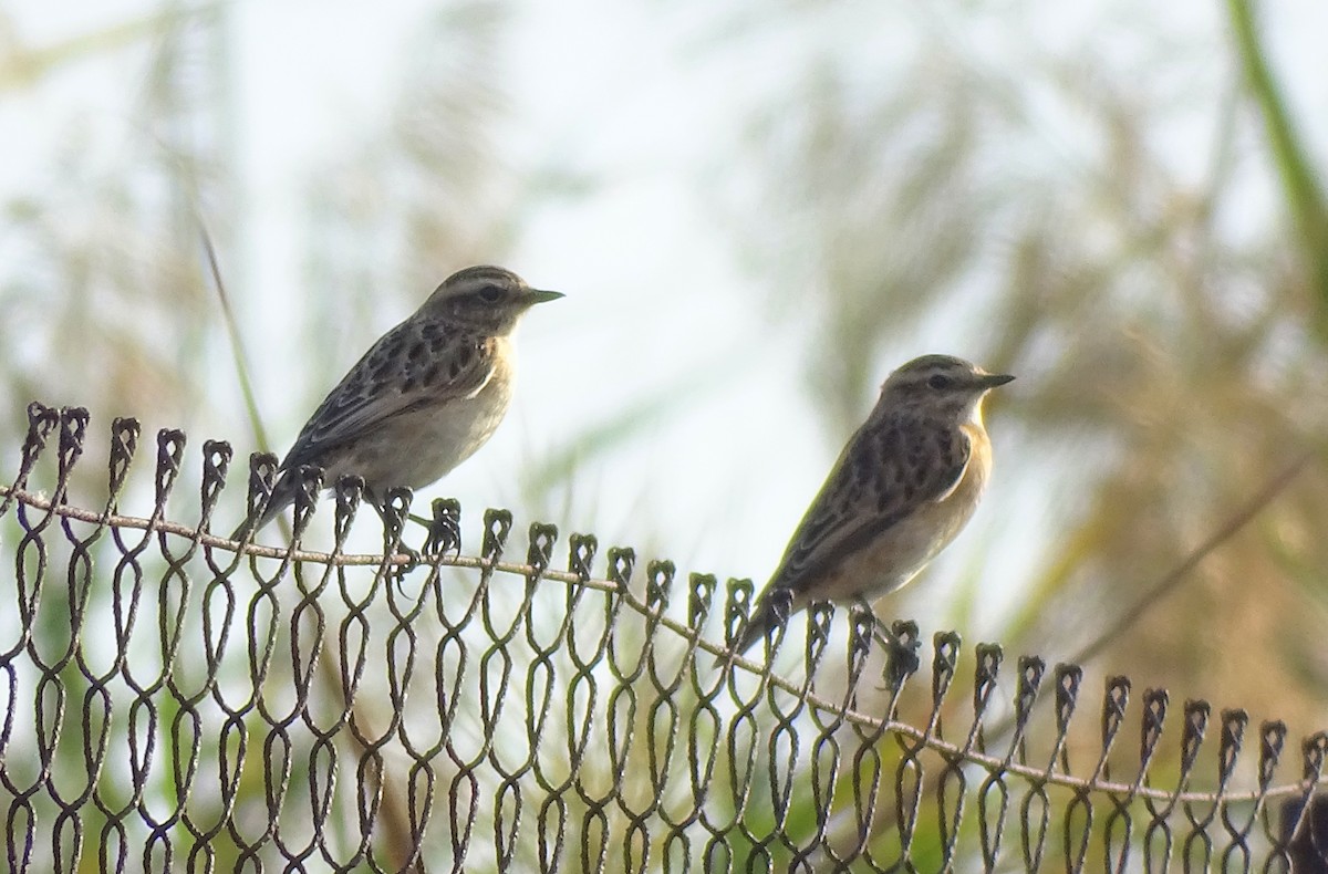 Tarier des prés - ML647217166