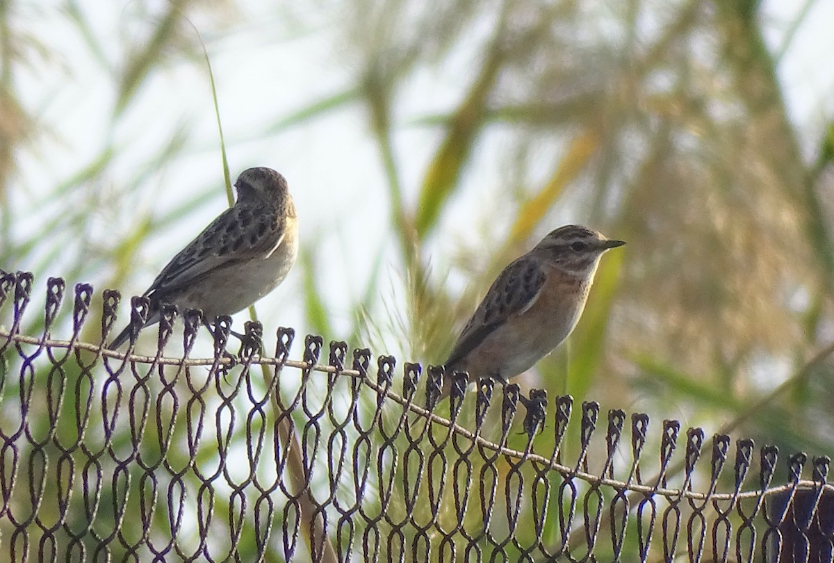 Whinchat - ML647217167