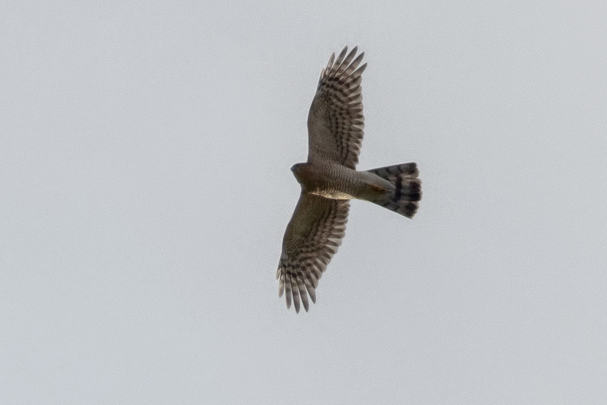 Épervier d'Europe - ML647217168