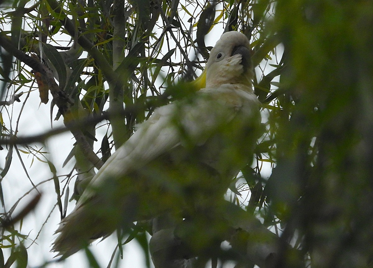 Cacatoès à huppe jaune - ML647217169
