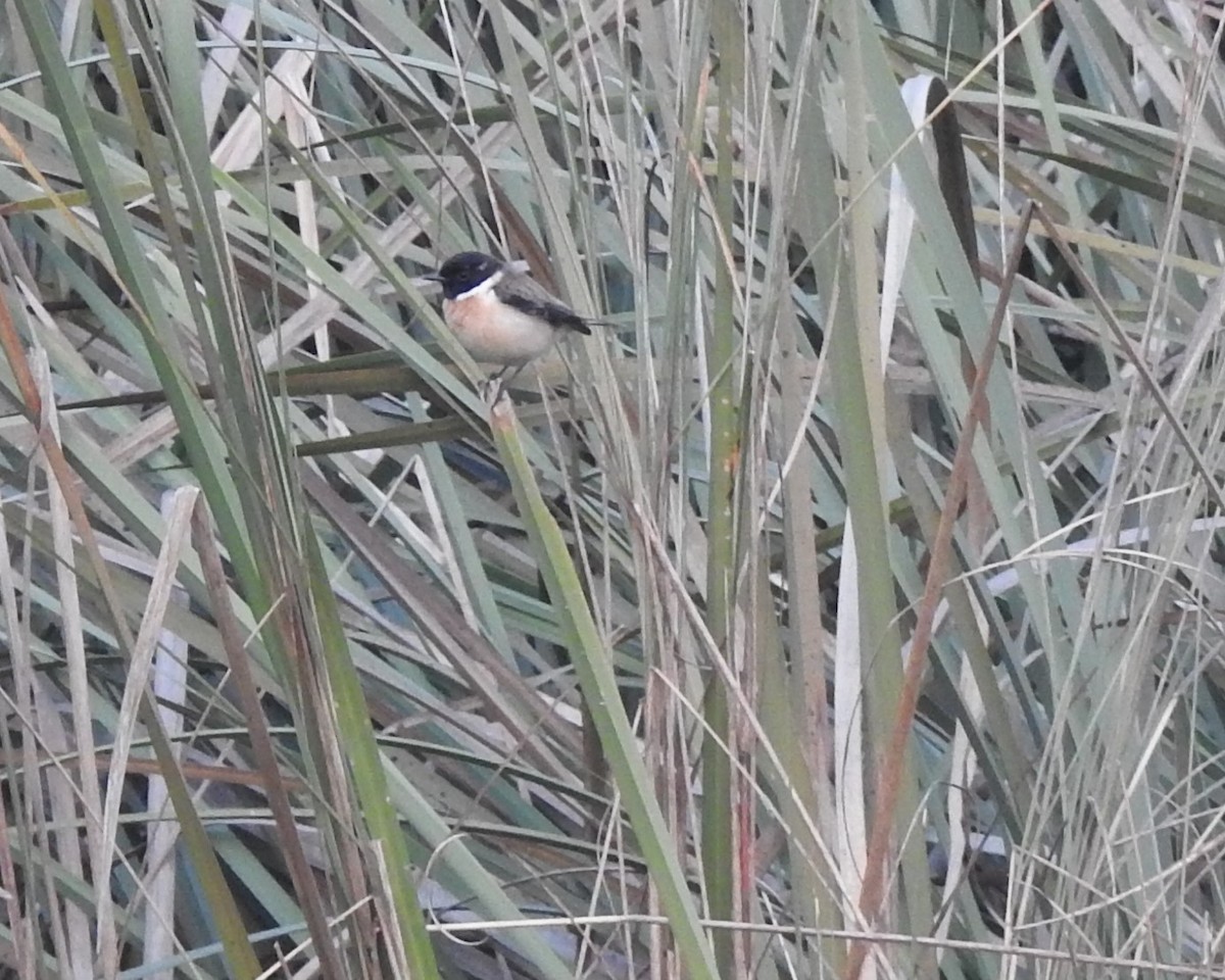 Tarier de Sibérie - ML647217171