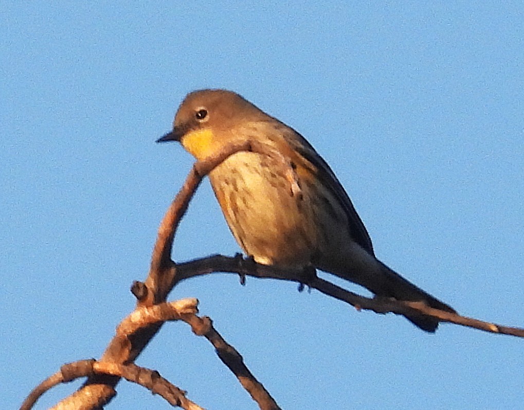 Paruline à croupion jaune - ML647217172