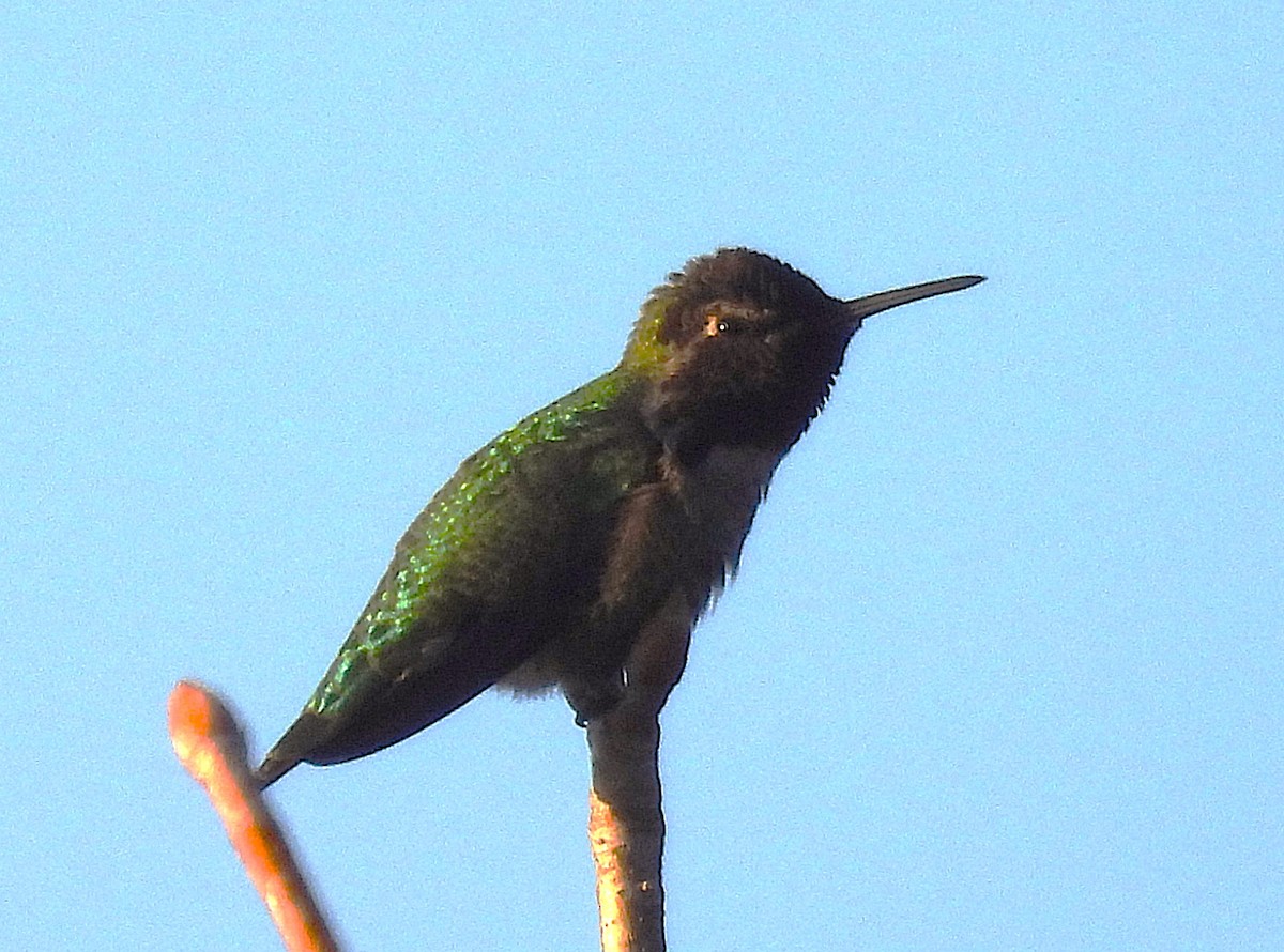 Colibri d'Anna - ML647217175