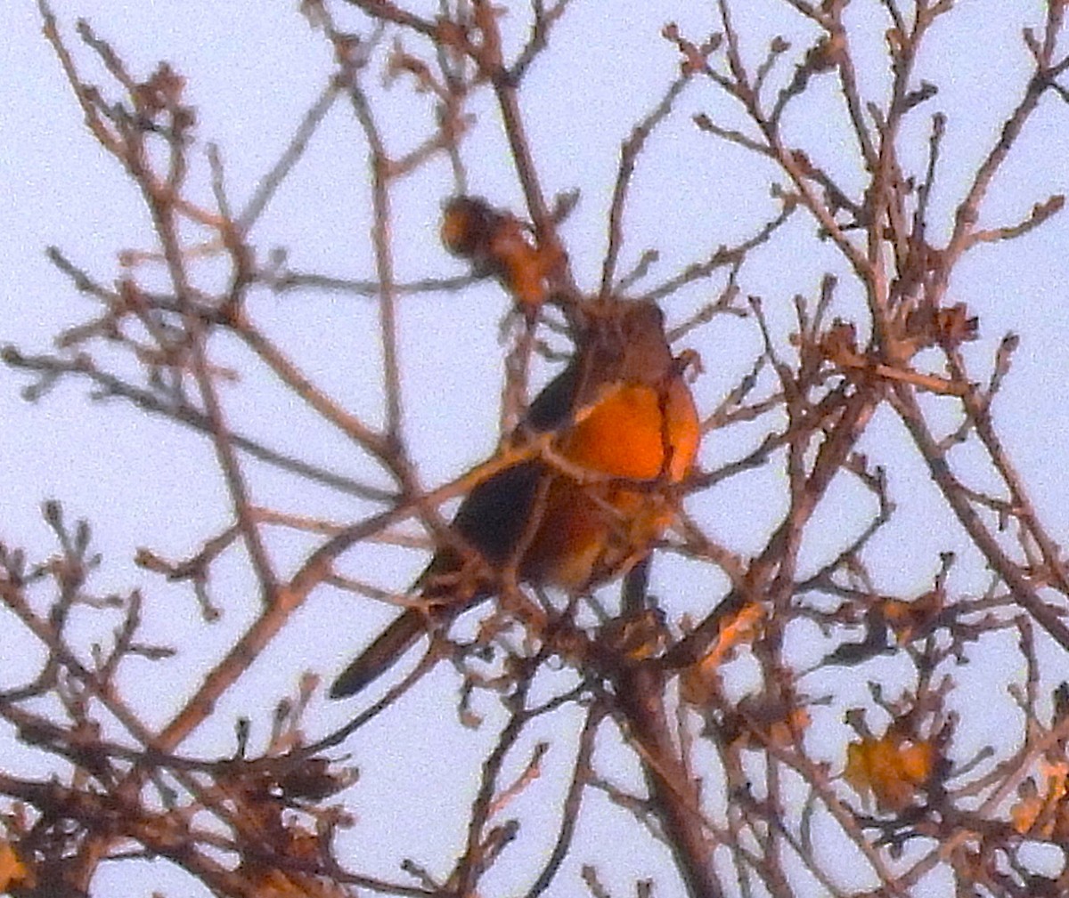 Colibri d'Anna - ML647217176