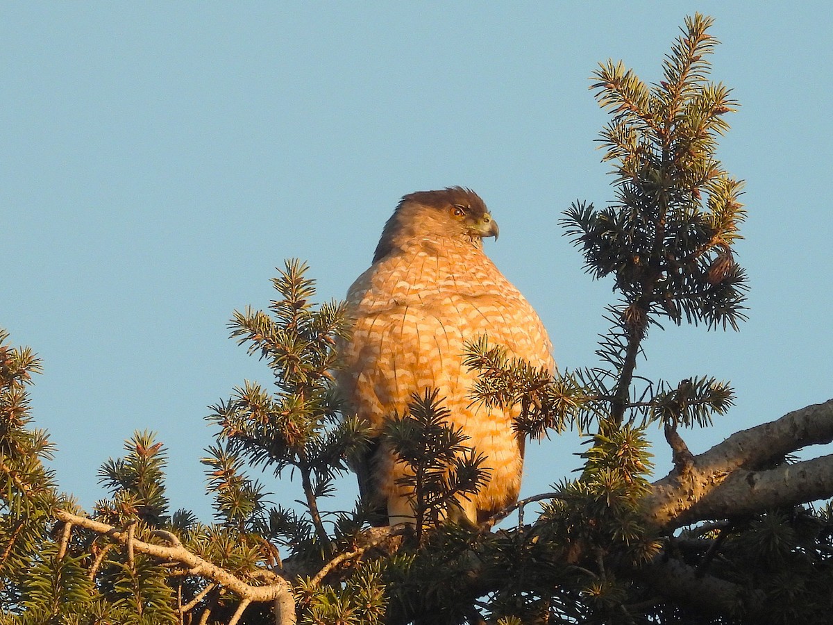 Épervier de Cooper - ML647217177