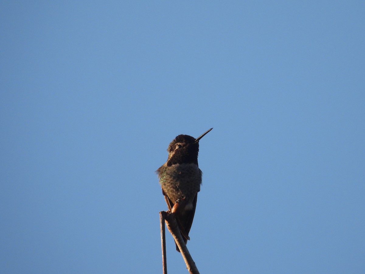 Colibri d'Anna - ML647217178