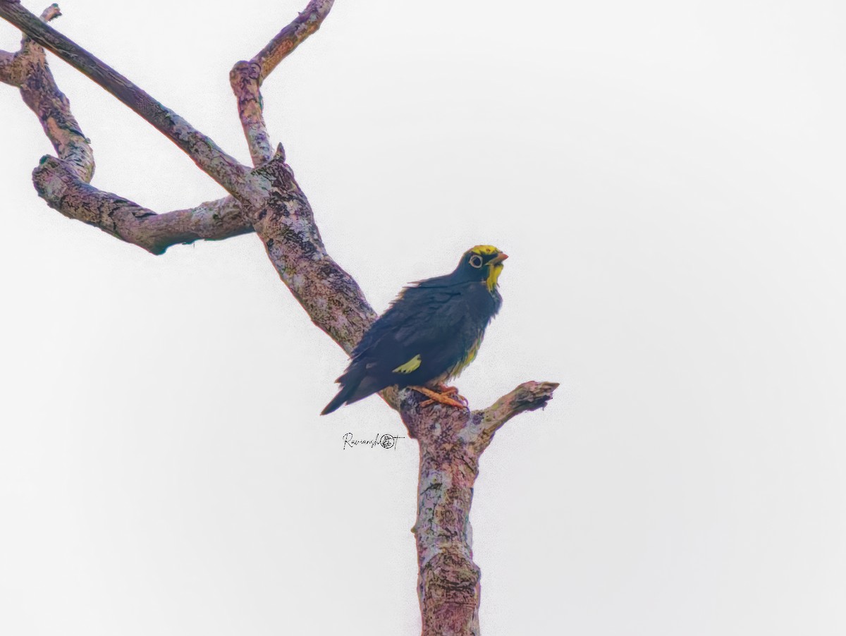 Mainate couronné - ML647217179