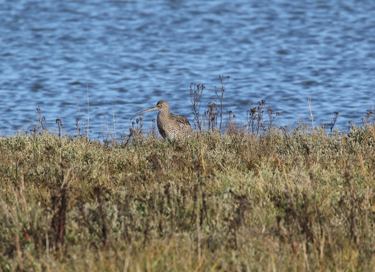 Courlis cendré - ML647217180