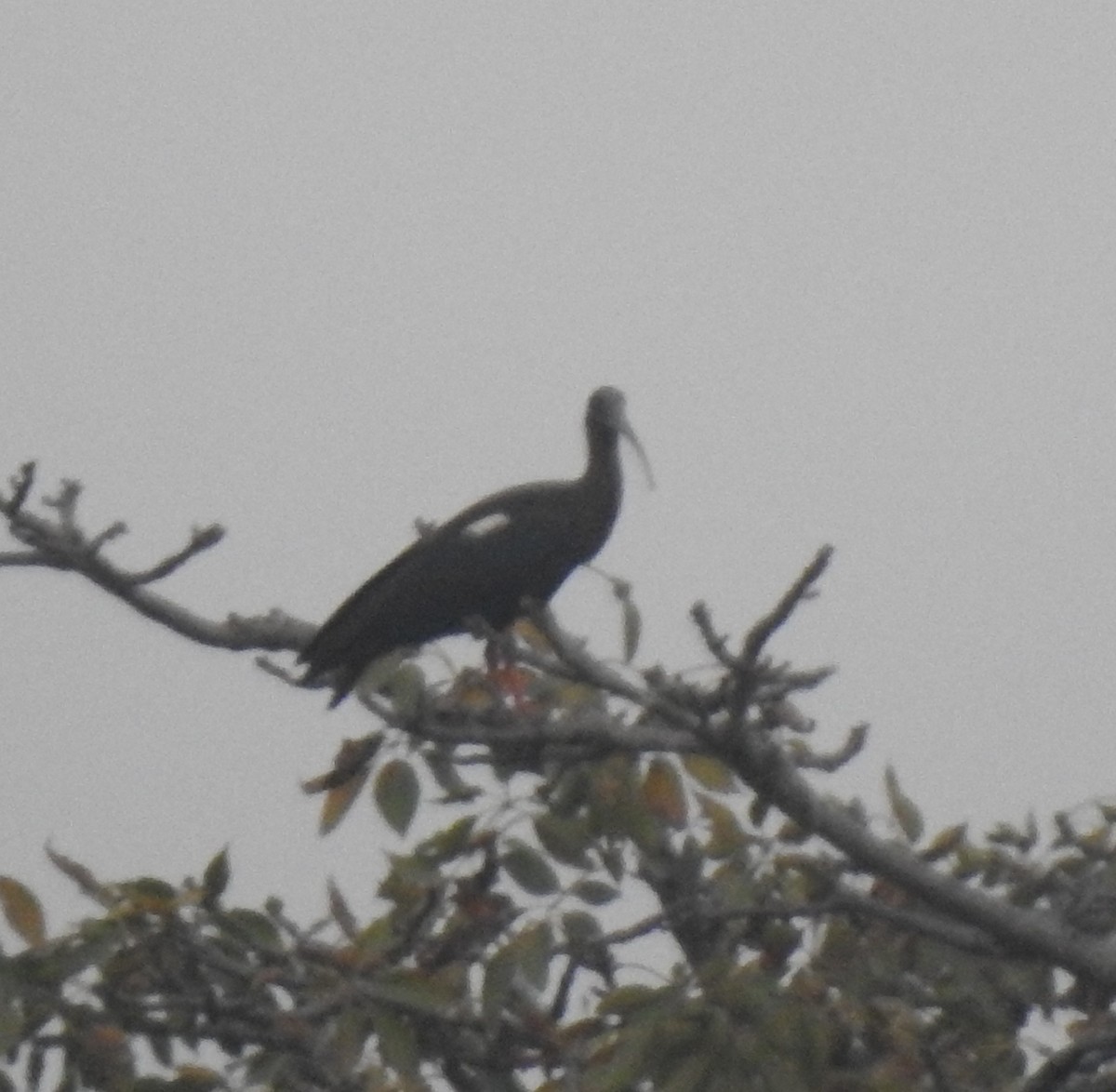 Ibis noir - ML647217185