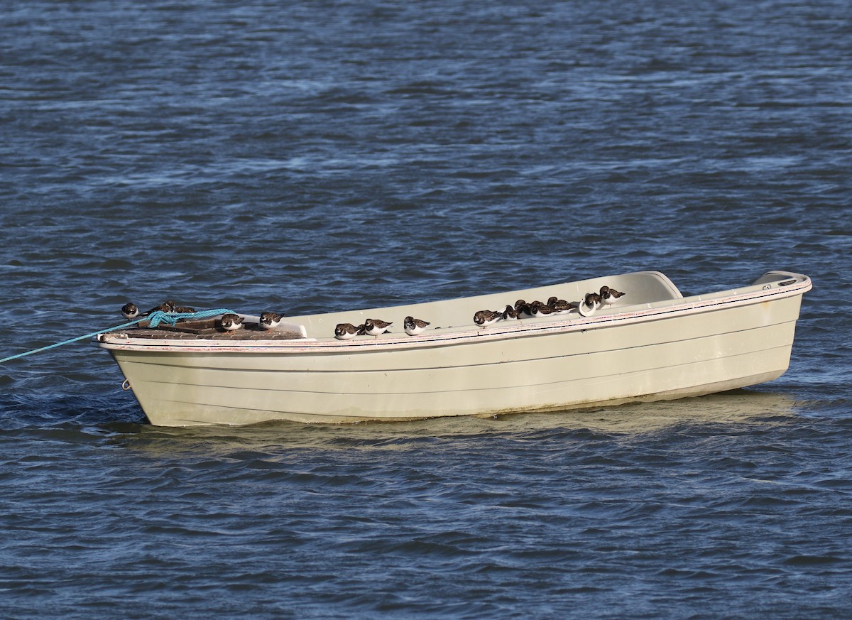 Tournepierre à collier - ML647217186