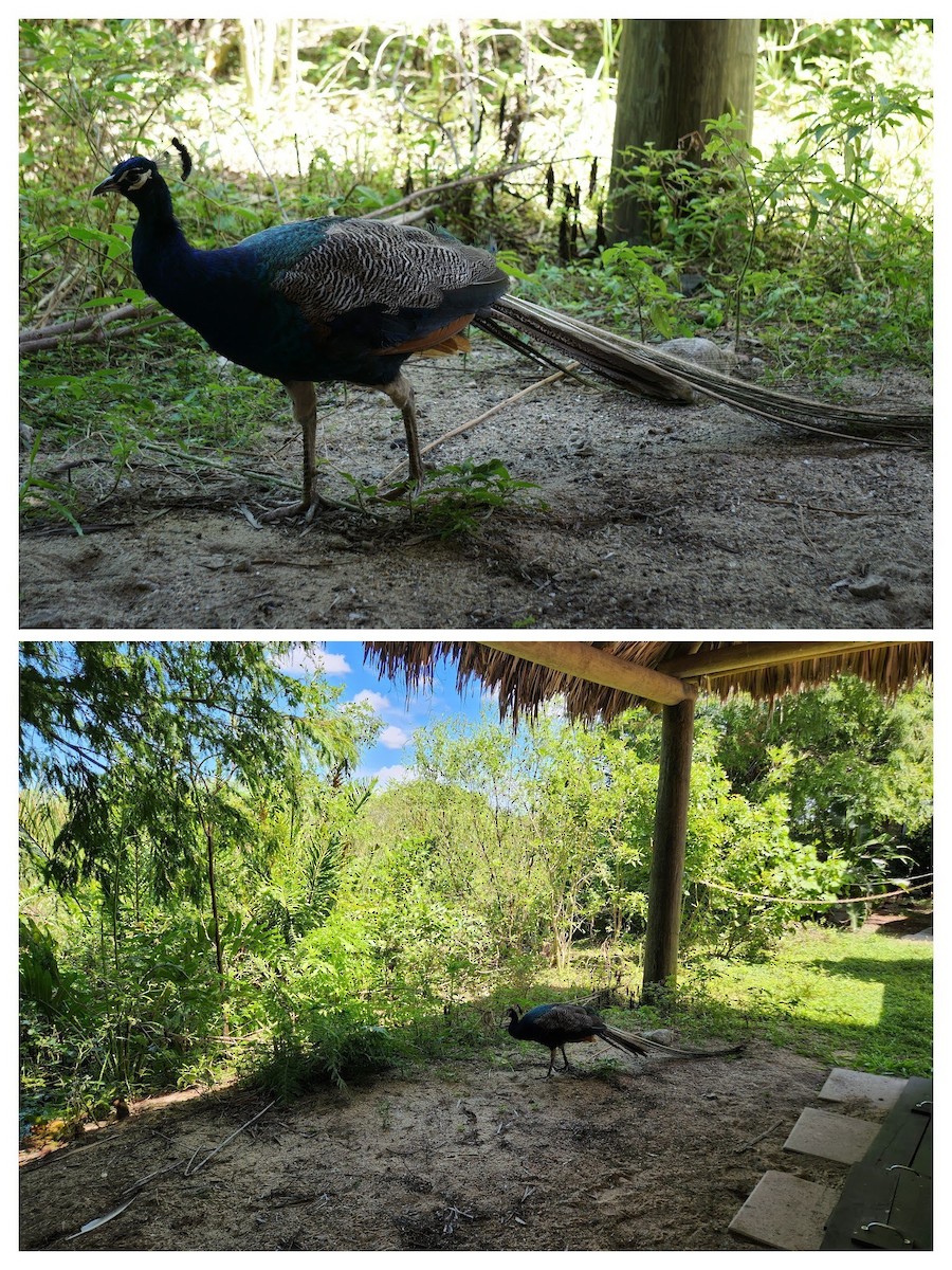 Paon bleu - ML647217187