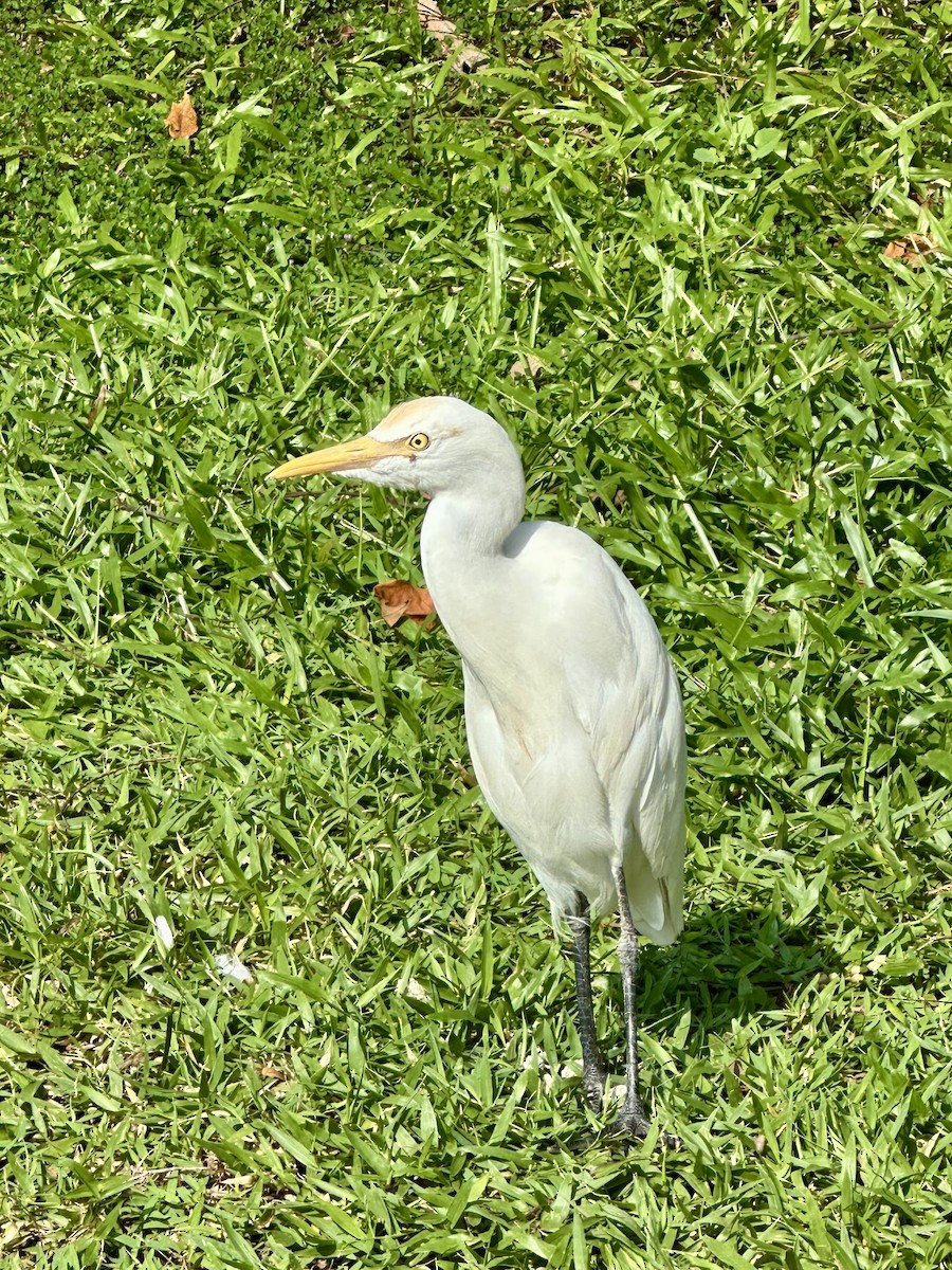 Héron de Coromandel - ML647217188
