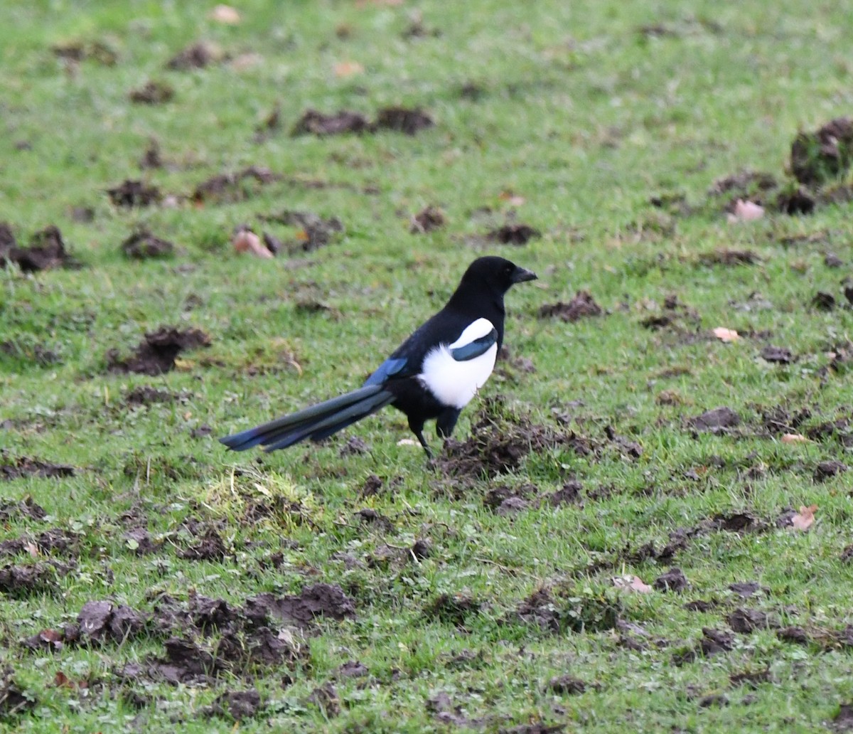 Pie bavarde (groupe pica) - ML647217189