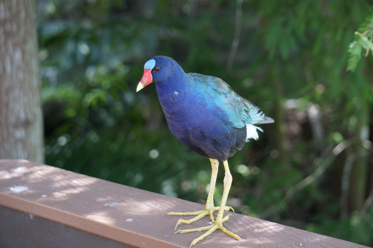 Talève violacée - ML647217190