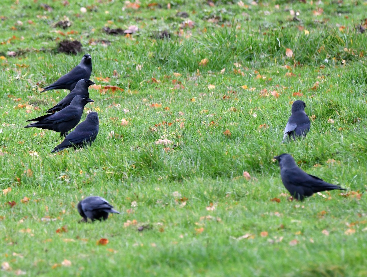 Choucas des tours - ML647217191