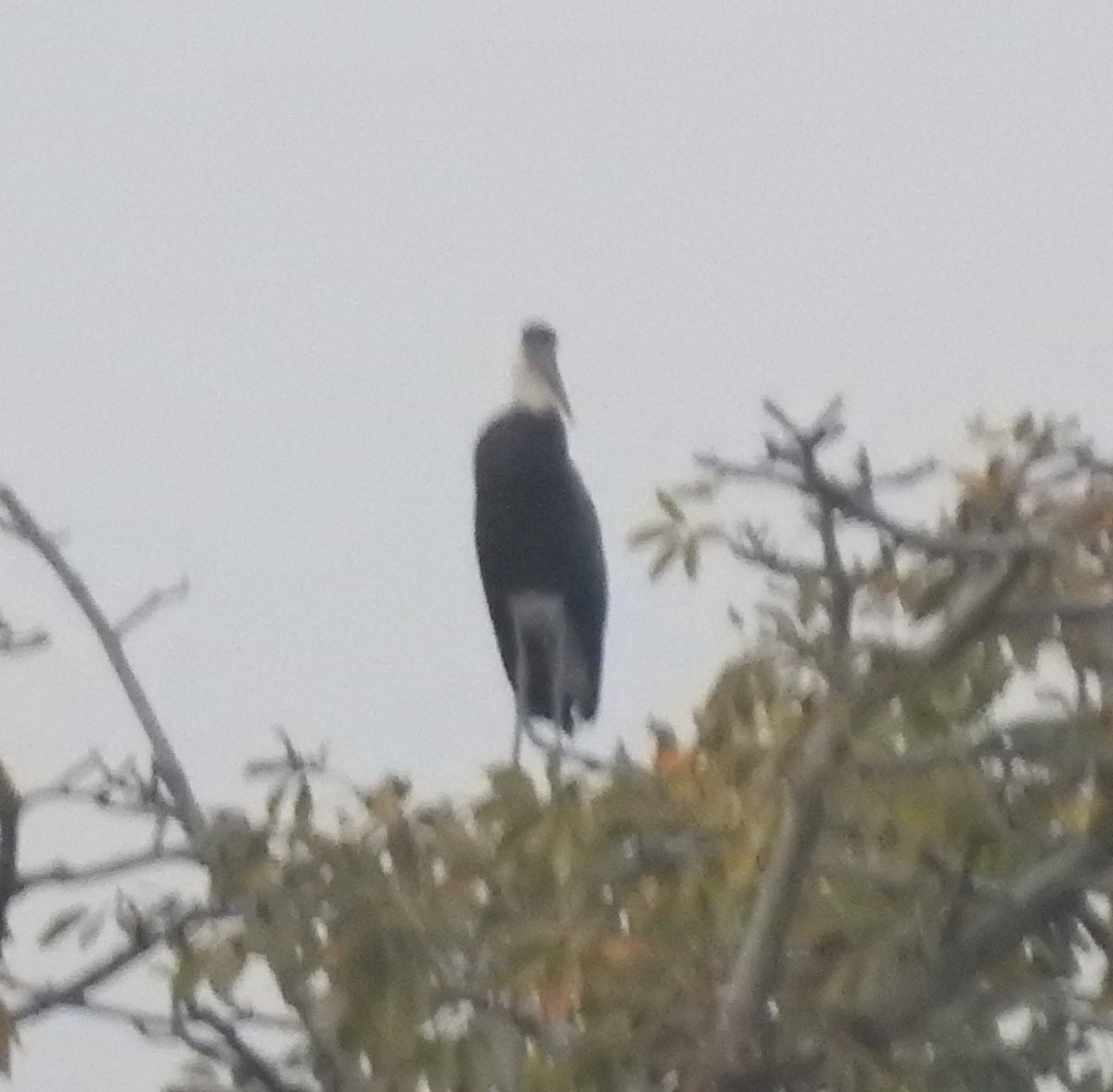 Cigogne épiscopale - ML647217192