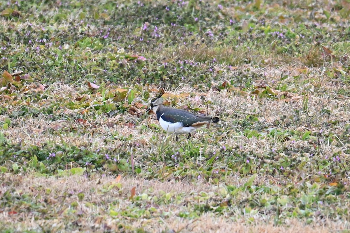 Vanneau huppé - ML647217193