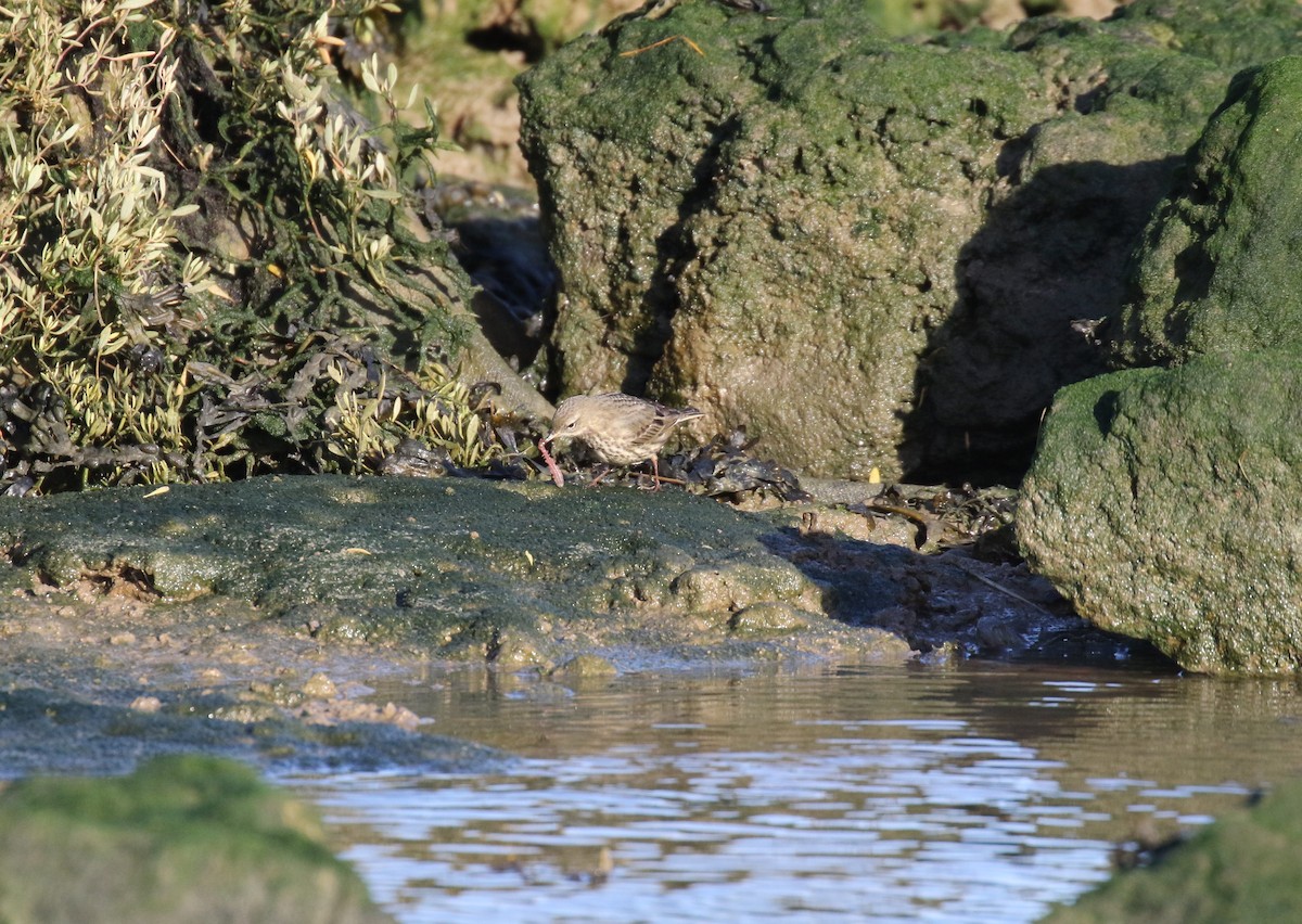 Pipit maritime - ML647217196