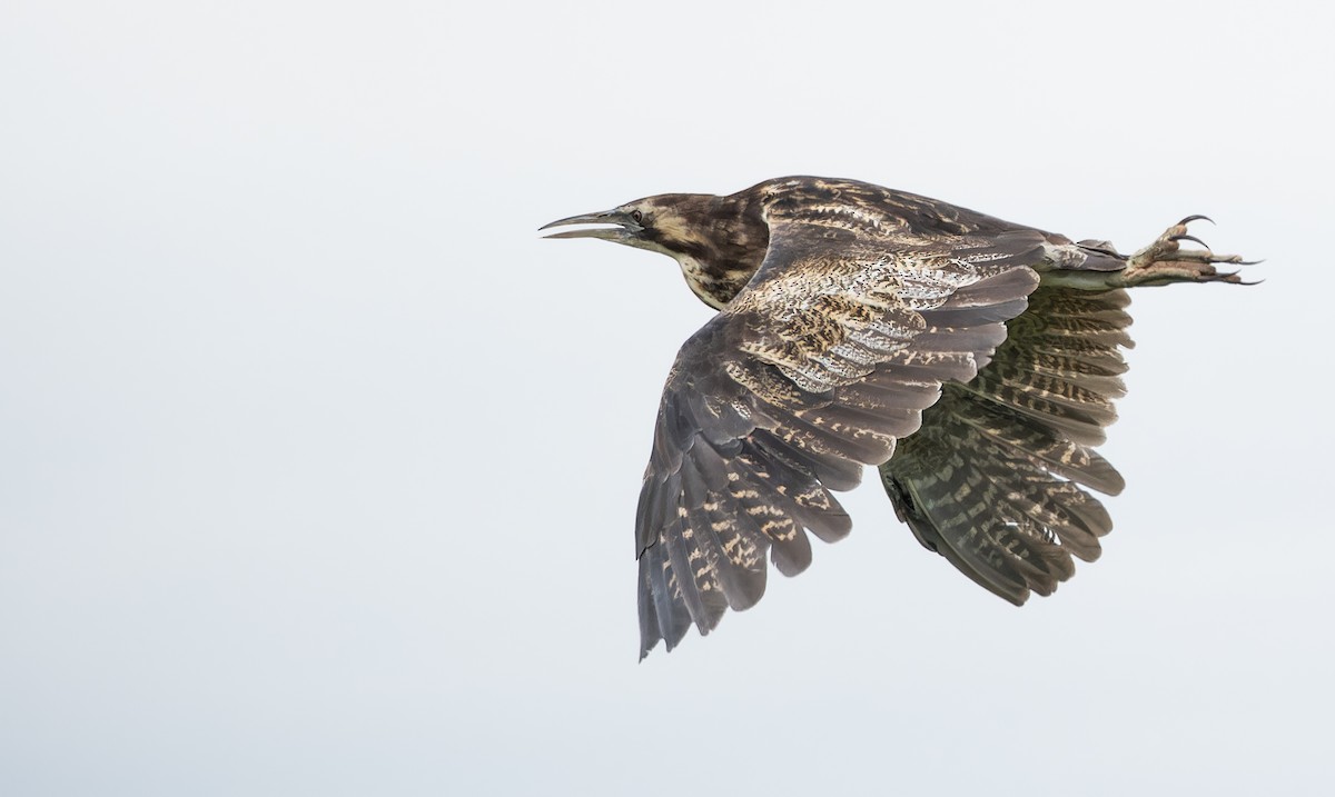 Australasian Bittern - ML647217197