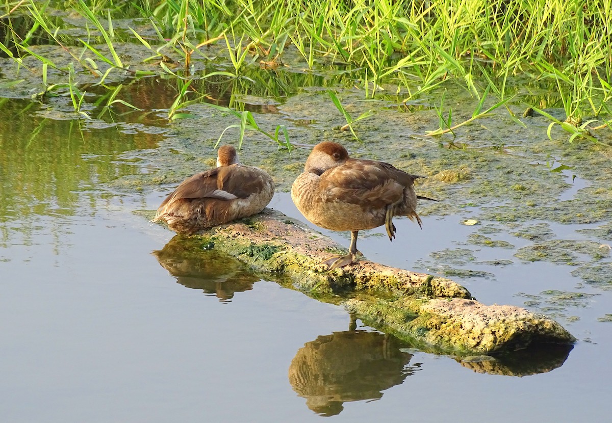 Nette rousse - ML647217198