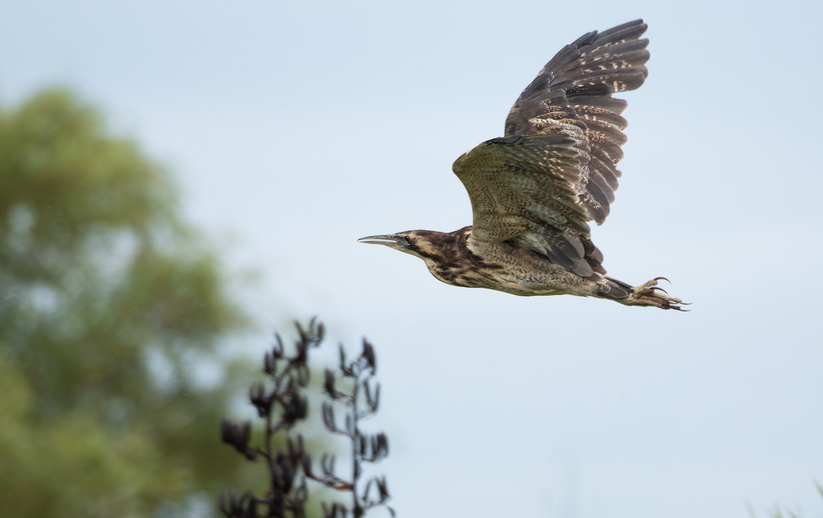 Australasian Bittern - ML647217199
