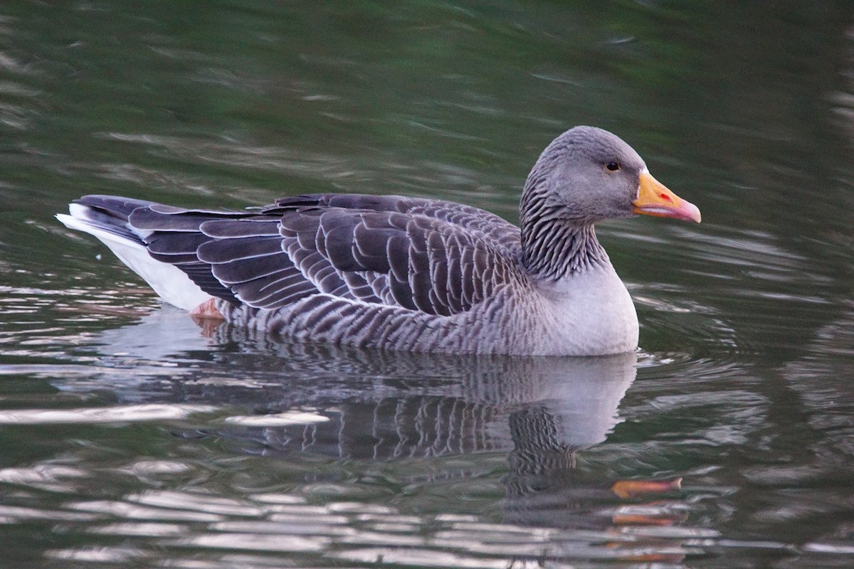 Oie cendrée - ML647217200