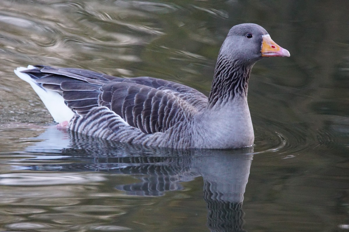 Oie cendrée - ML647217207