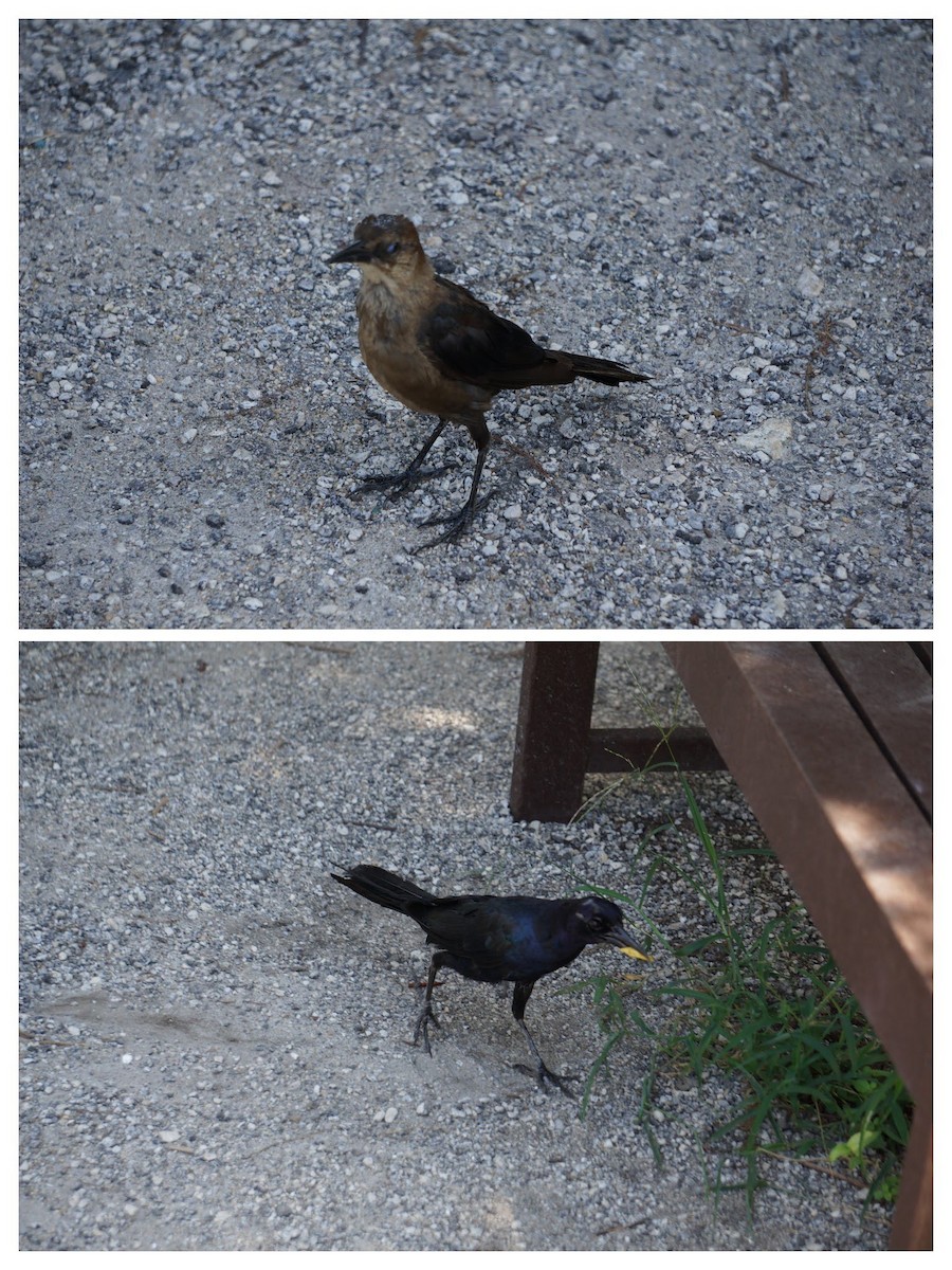 Quiscale des marais - ML647217209