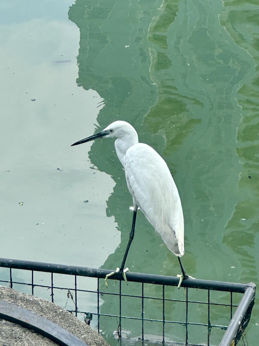 Aigrette garzette - ML647217210