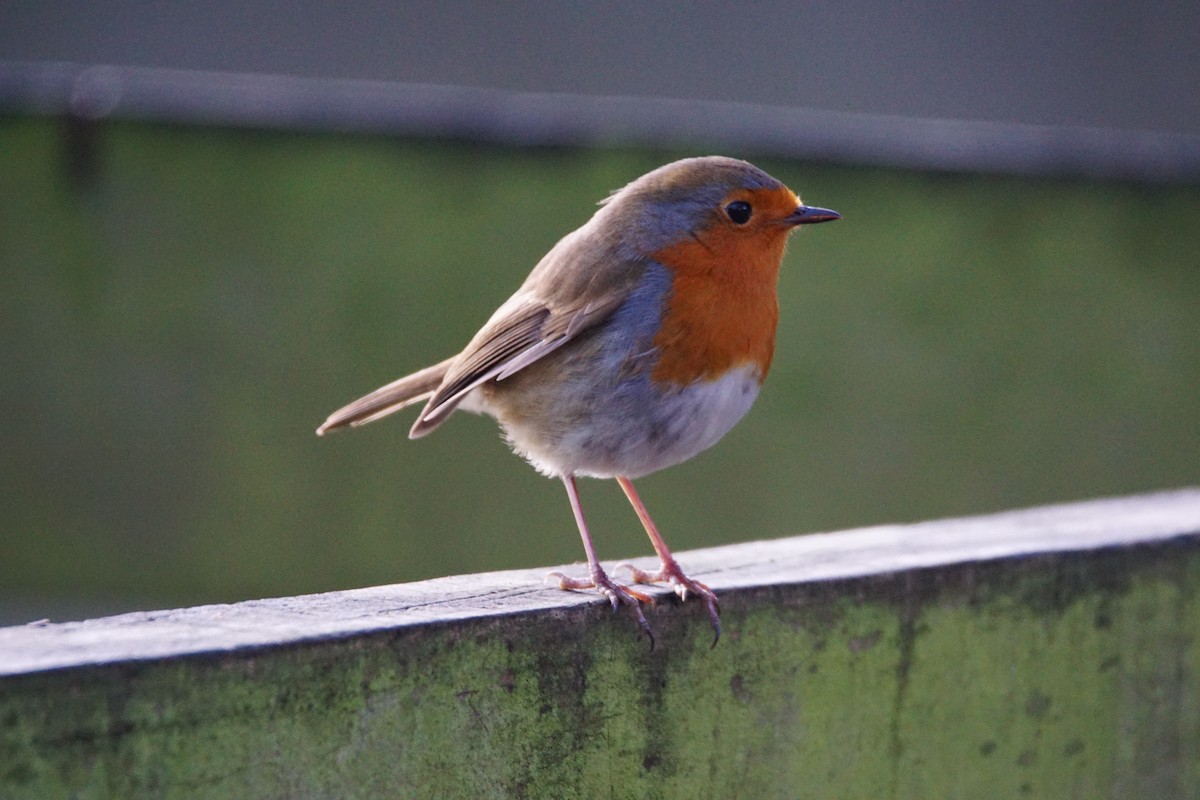 Rougegorge familier - ML647217211