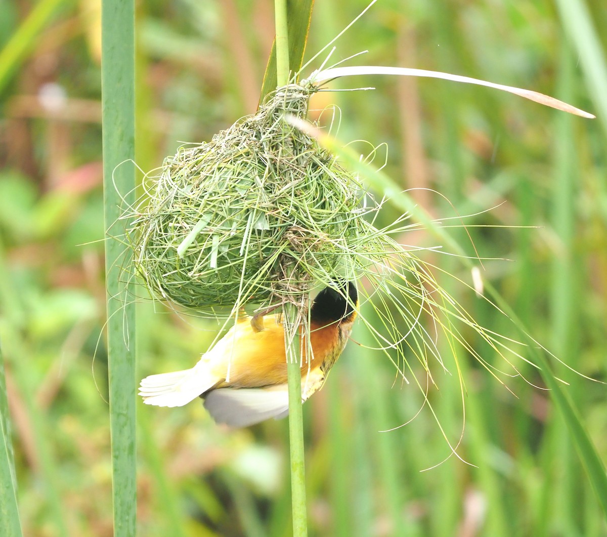 Black-headed Weaver - ML647217217