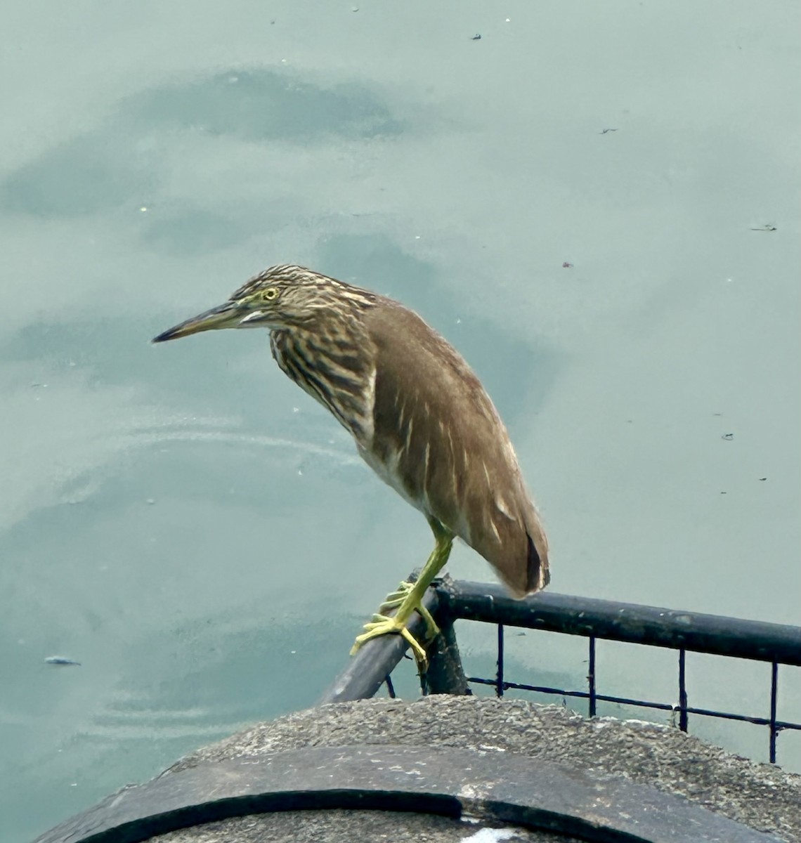 Indian Pond-Heron - ML647217230