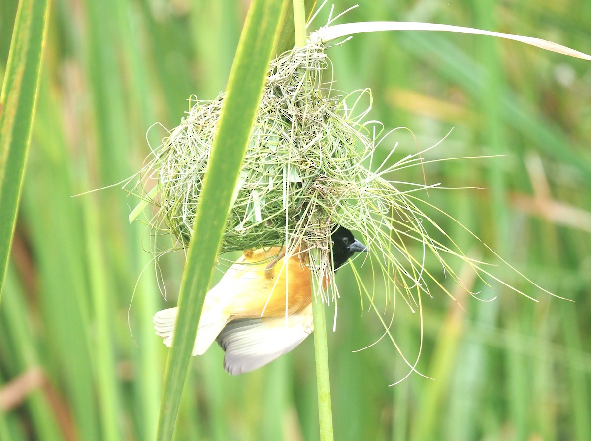 Black-headed Weaver - ML647217231