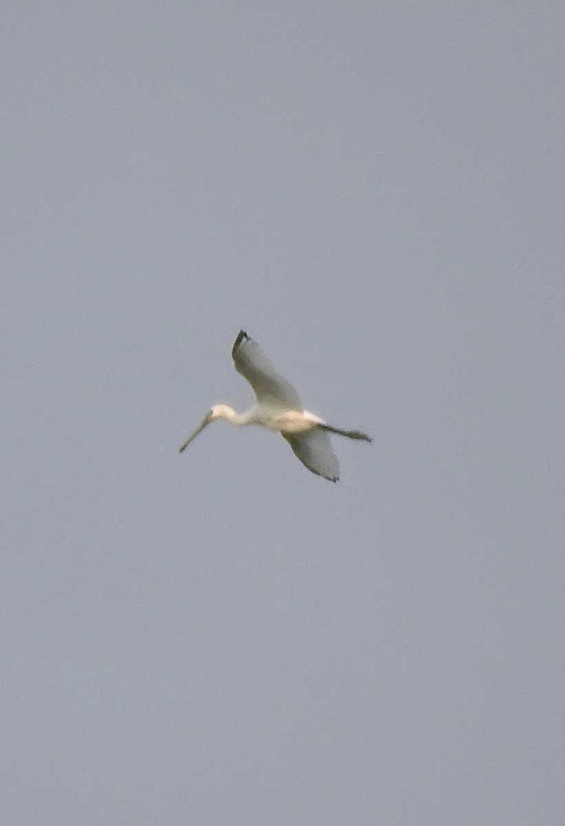 Eurasian Spoonbill - ML647217239