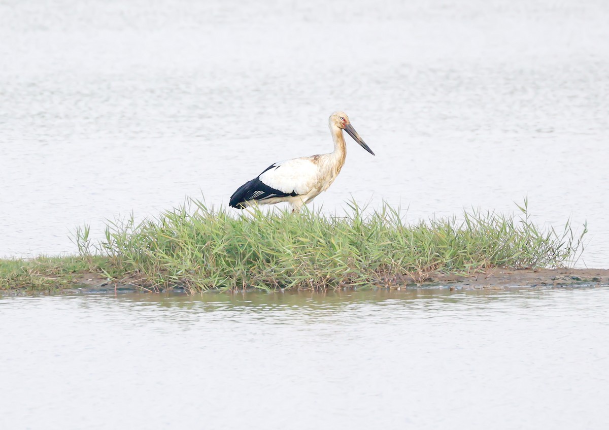 svartnebbstork - ML647217247