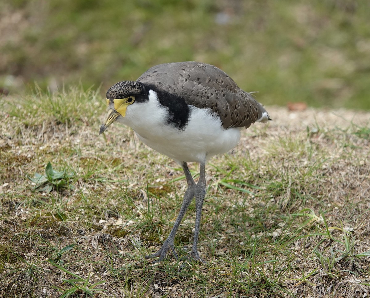 čejka australská - ML647217252