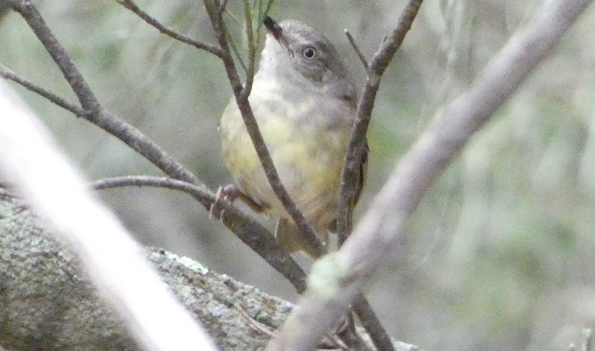 White-browed Scrubwren (White-browed) - ML647217260