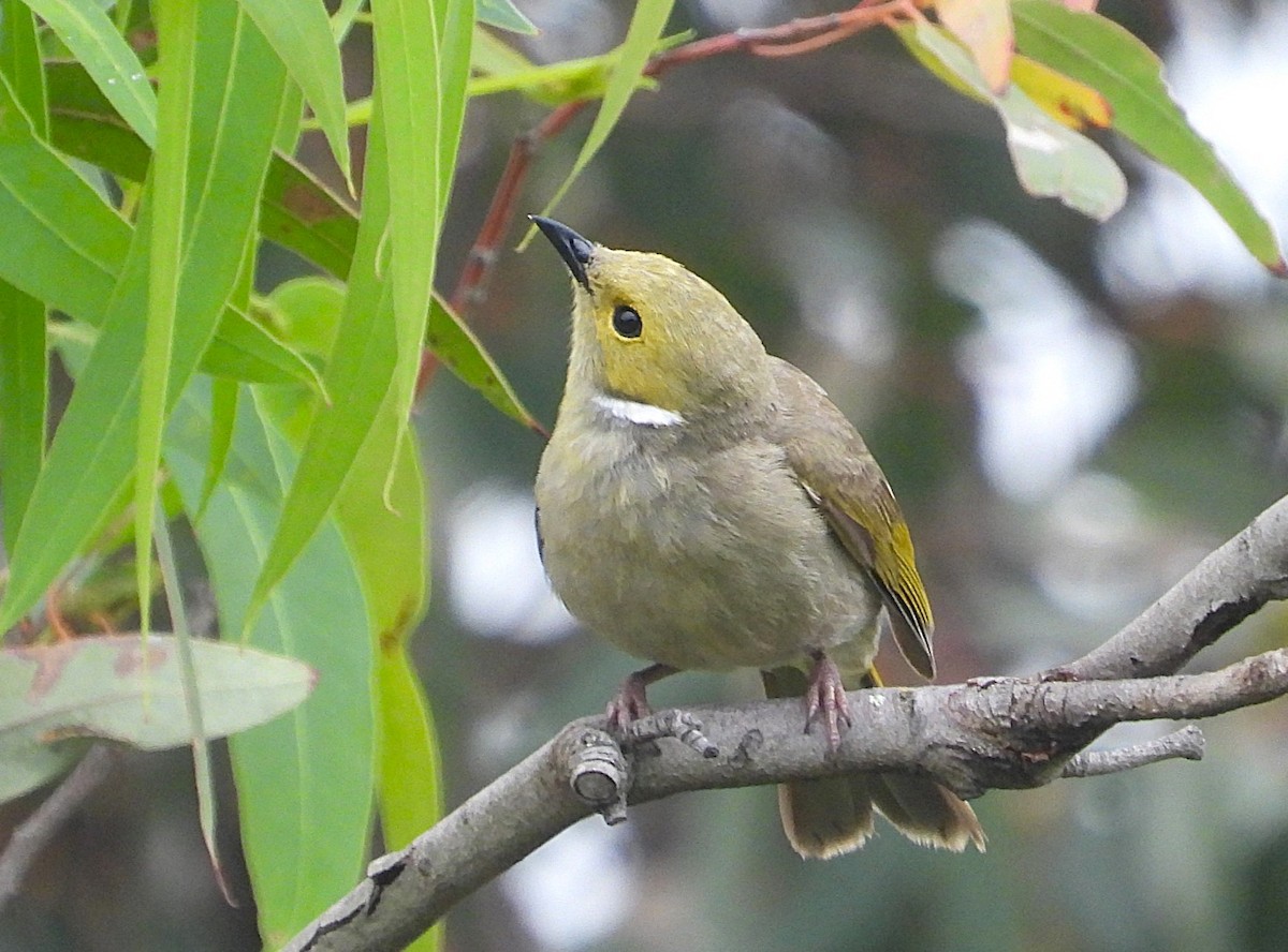 hvitsmykkehonningeter - ML647217271