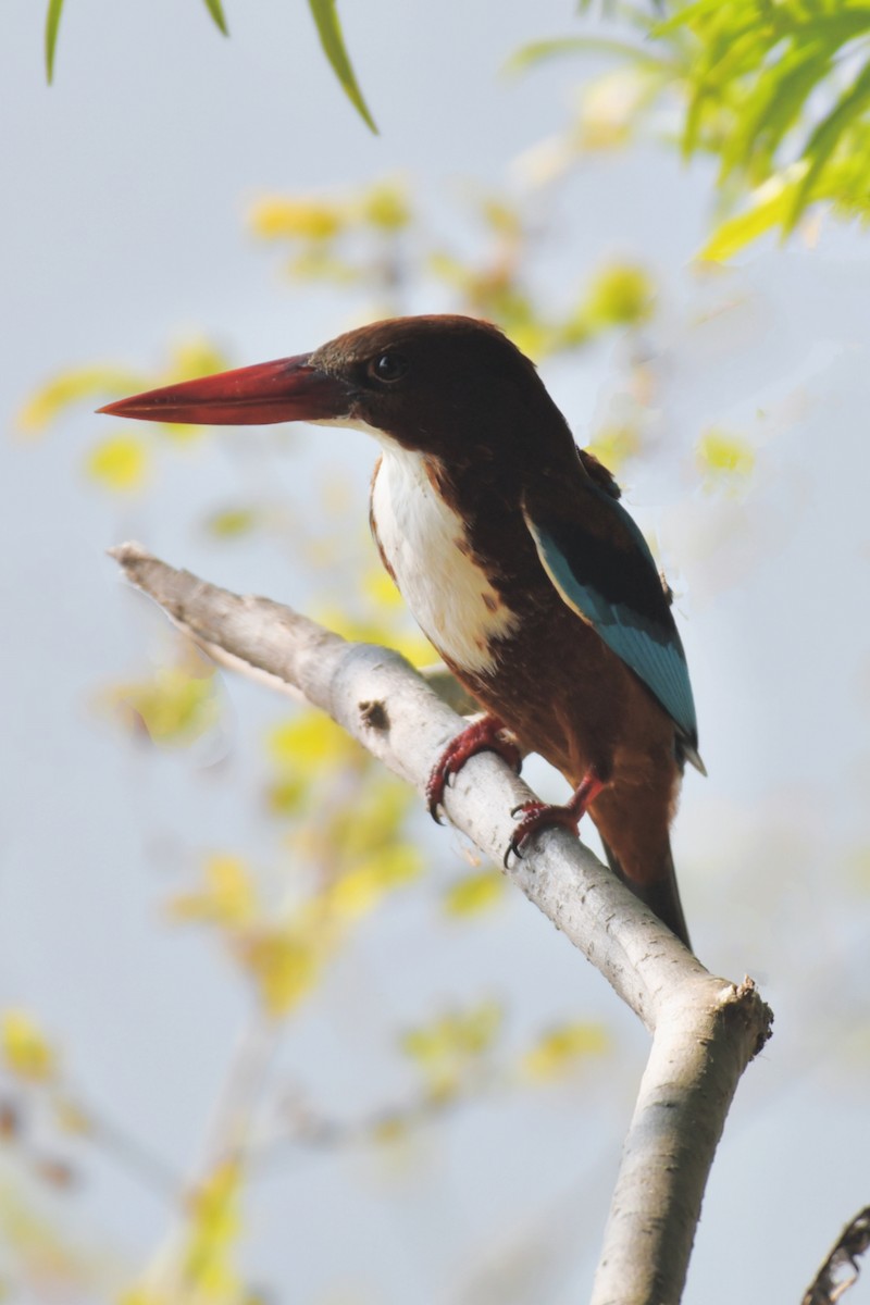 White-throated Kingfisher - ML647217287