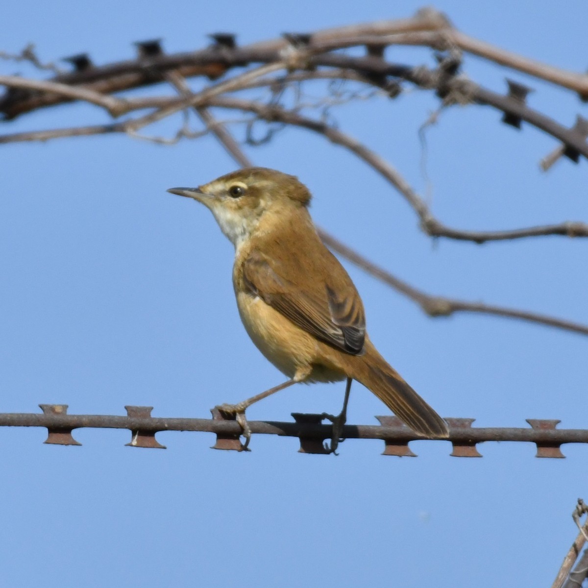 Paddyfield Warbler - ML647217296
