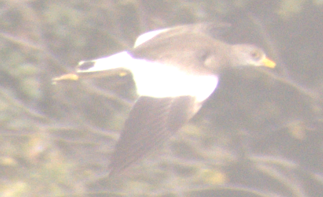 跳鴴 - ML647217315