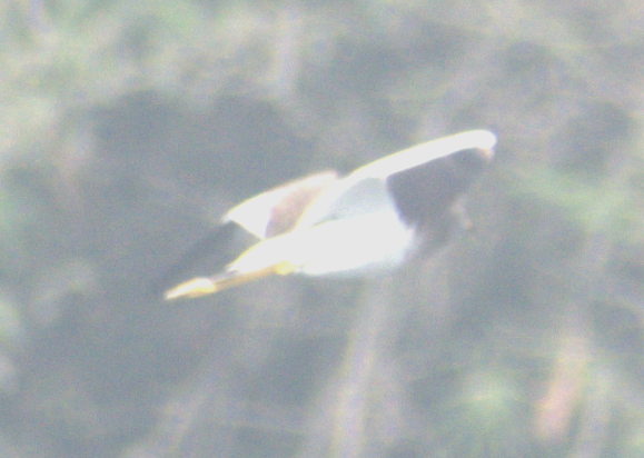 跳鴴 - ML647217316