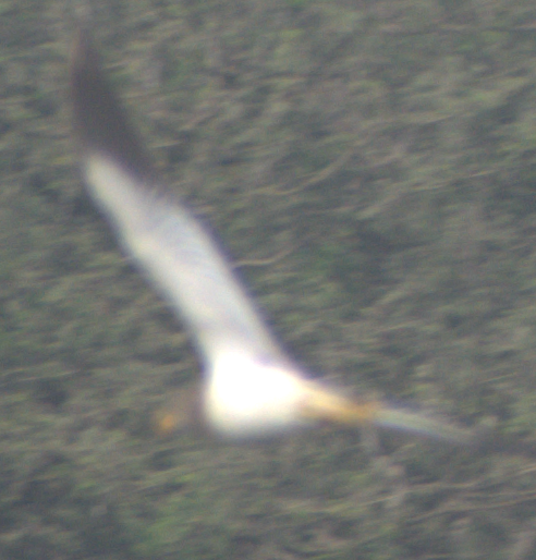 跳鴴 - ML647217317