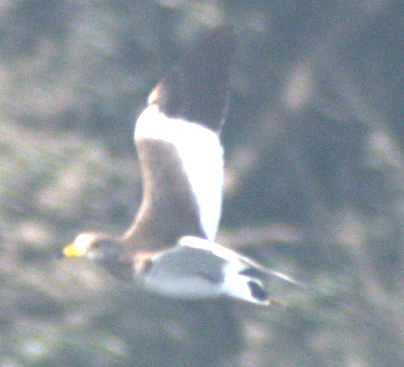 跳鴴 - ML647217318