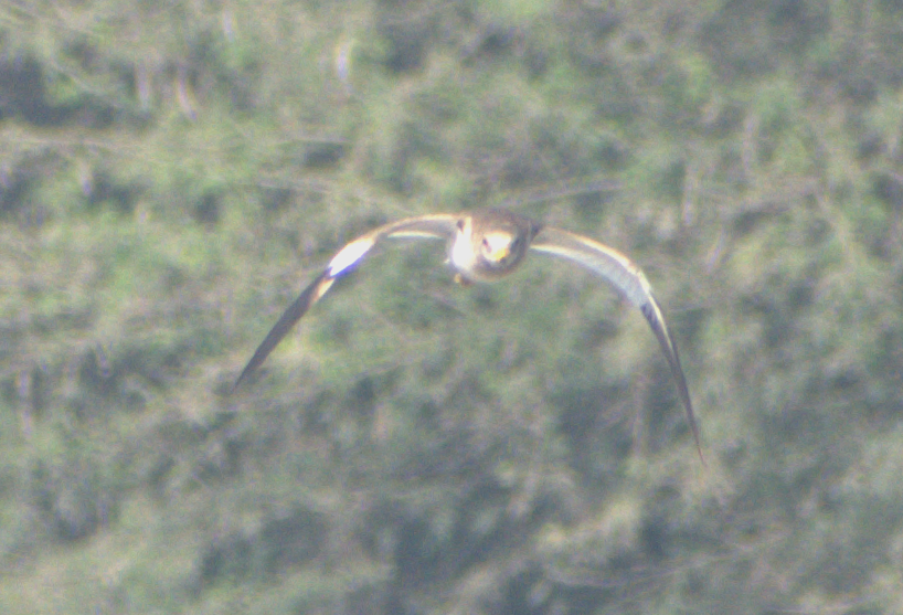 跳鴴 - ML647217319